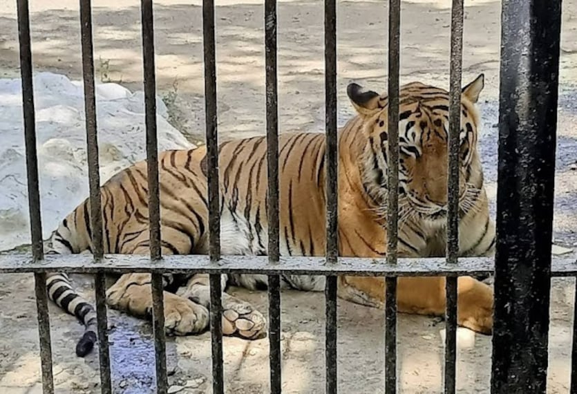 Junagadh_Sakkarbaug Zoological Gardens_1